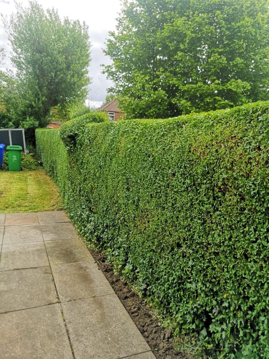 Privet hedge cutting job completed by JTC Gardening Services in Stockport
